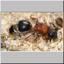 Smicromyrme rufipes - Rotbeinige Spinnenameise w10 5mm.jpg